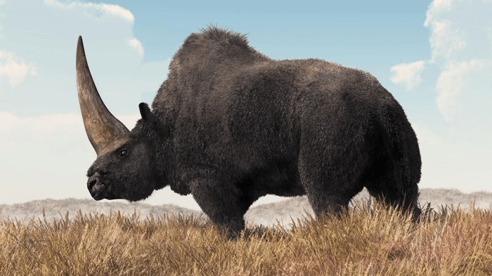 siberian unicorn m.png