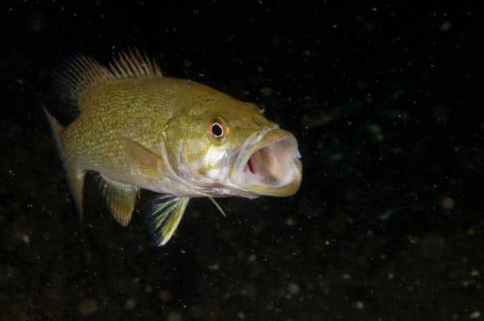 smallmouth bass m.jpg