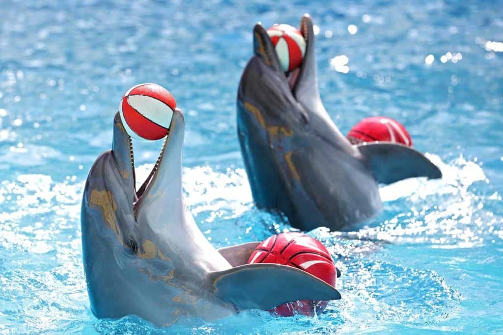 spettacolo delfini.jpg