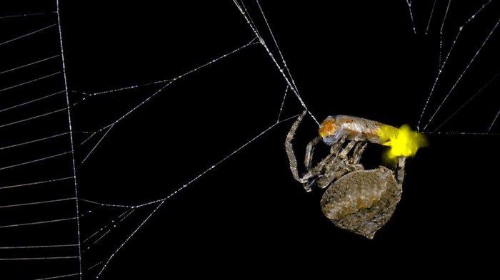 spider manipulate firefly m.png