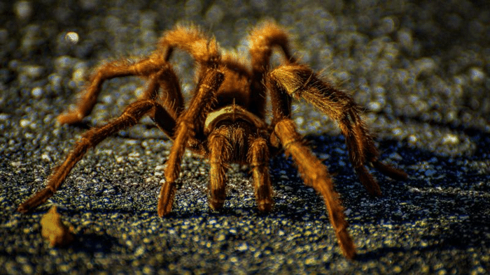 tarantula migration m 1.png