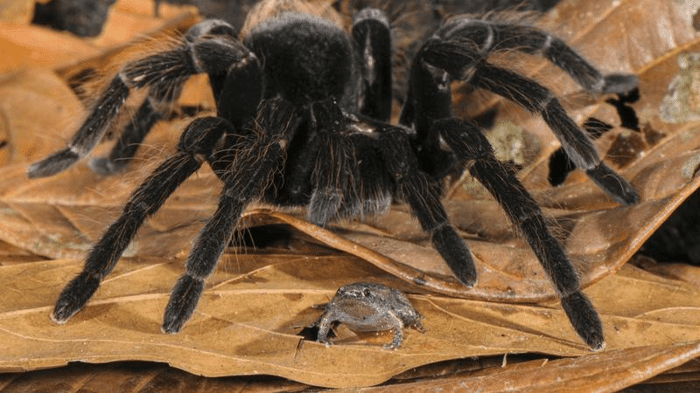 tarantulas and frogs m.png