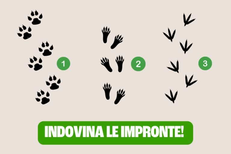 test impronte 2.jpg