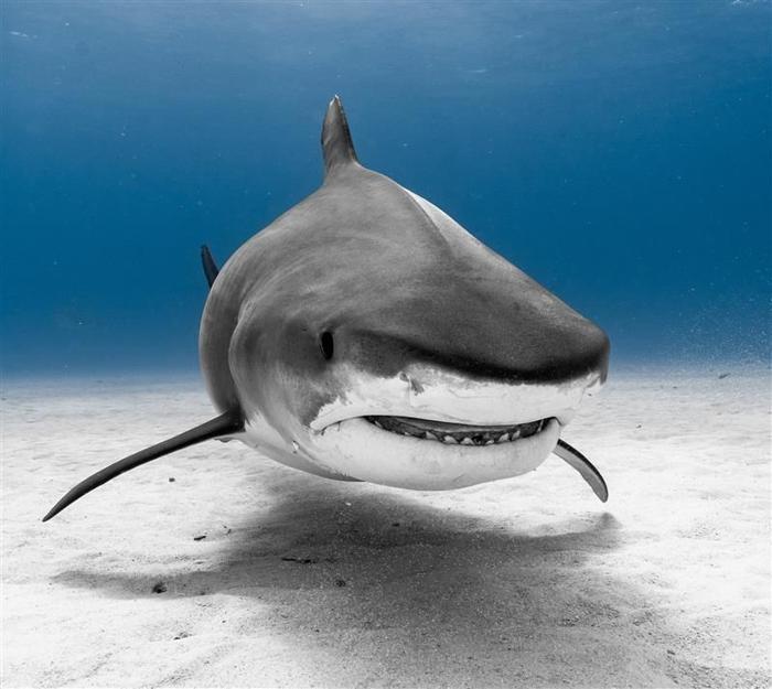 tiger shark m 1.jpg