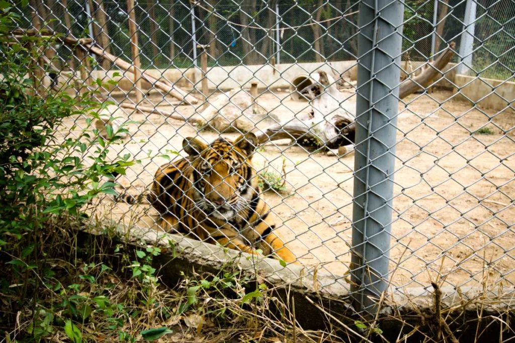 tigre zoo svezia.jpg