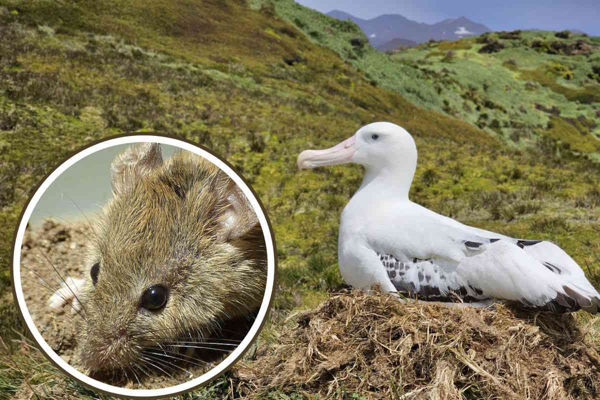 Un’isola del Sudafrica ha in programma di sterminare i topi (per proteggere la biodiversità a rischio) 1 topi isola.jpg