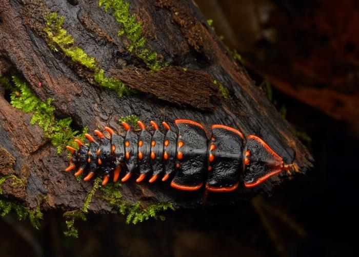 trilobite beetle m.jpg