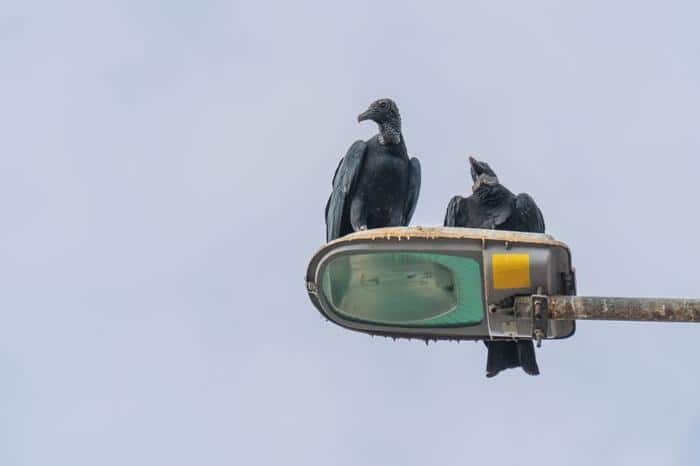 Coesistenza tra Esseri Umani e Fauna Selvatica: Sfide e Soluzioni 1 two black headed vultures resting on a streetlight m.jpg