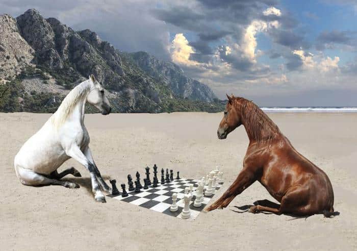 two horses playing chess on a beach m.jpg