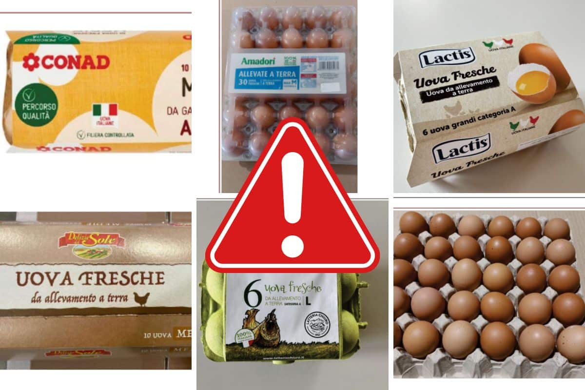 Maxi richiamo di uova fresche contaminate da salmonella: tutti i marchi e i lotti coinvolti 1 uova richiamate.jpg