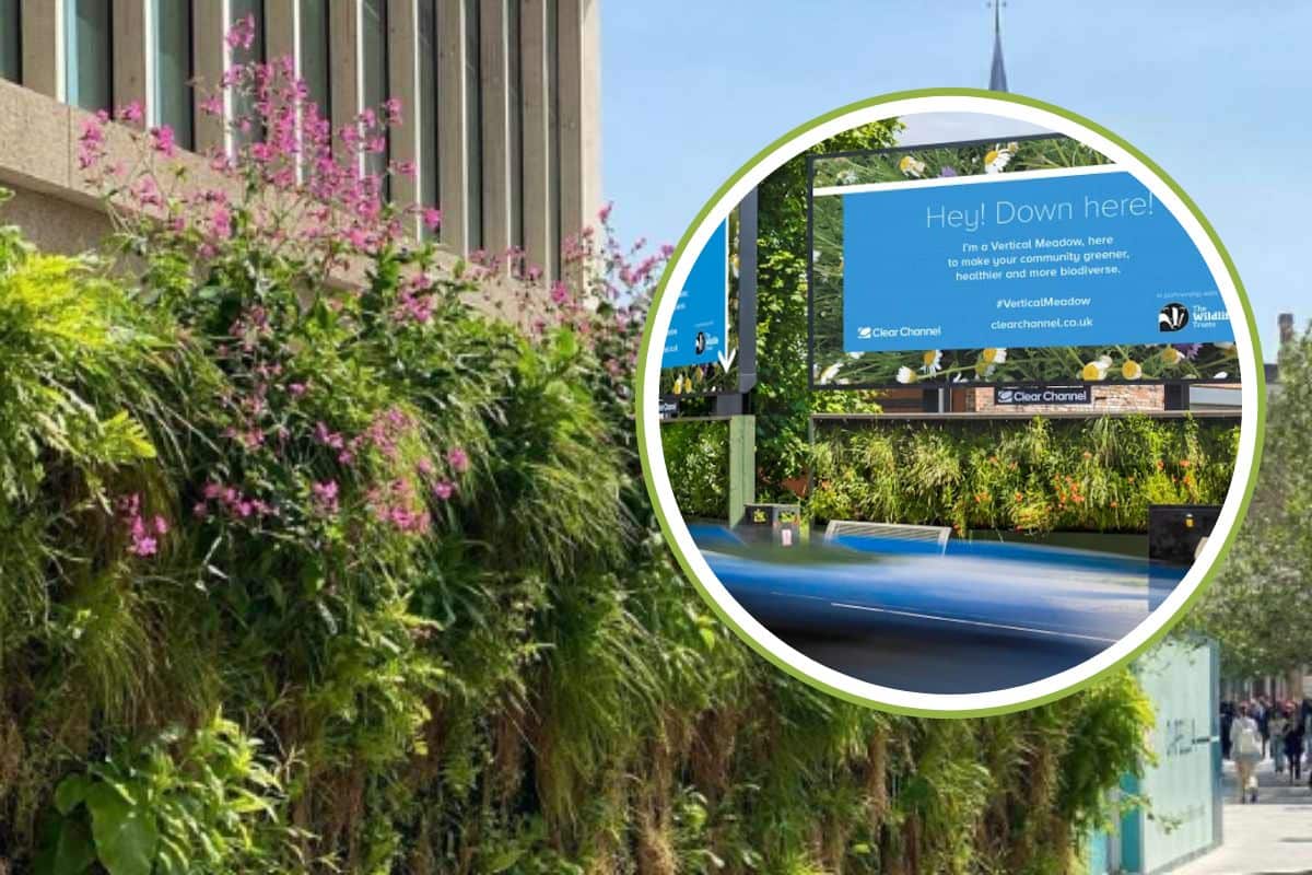 vertical meadow.jpg