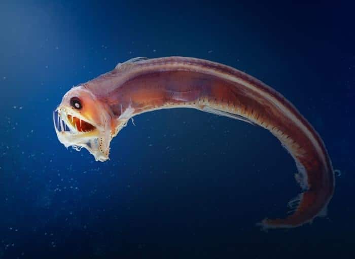 viperfish m.jpg