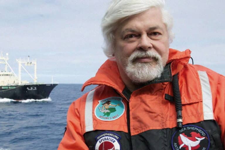 Paul Watson, la storia del Capitano “colpevole” di difendere le balene (perché è stato arrestato e cosa vuole il Giappone?) 1 watson2.jpg