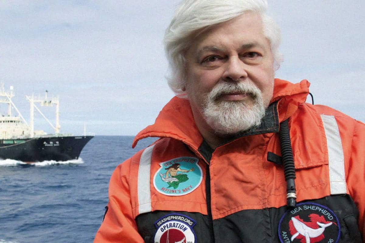 Paul Watson, la storia del Capitano “colpevole” di difendere le balene (perché è stato arrestato e cosa vuole il Giappone?) 1 watson2.jpg