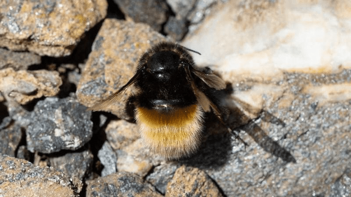 what is the highest an insect can fly m.png