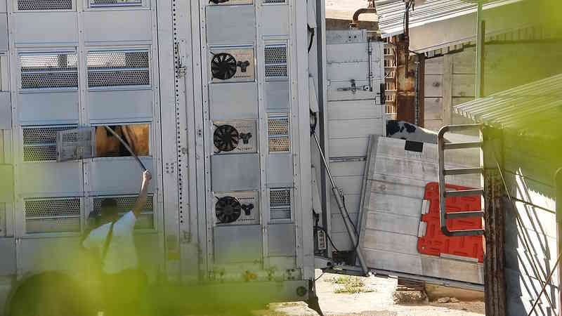 Ti mostro le atrocità del trasporto di animali vivi via mare, condannati a morire nei macelli fuori dall’Europa 1 53953740338 0fd1b00b1c c