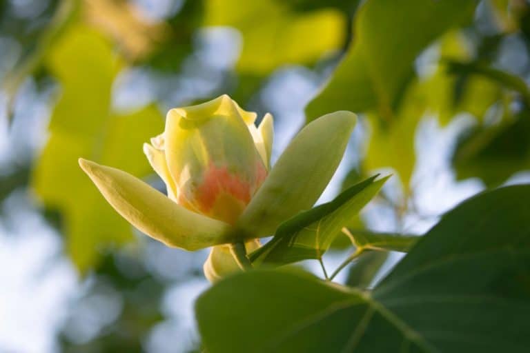Albero dei tulipani.jpg