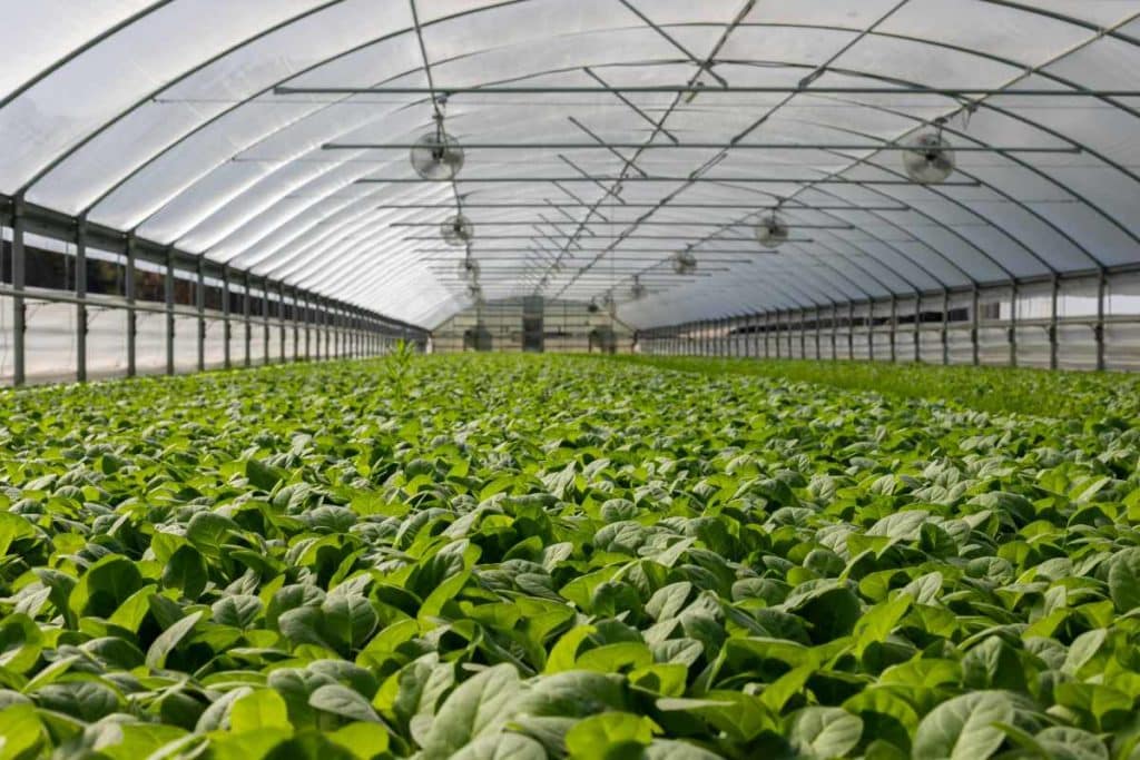 Bando giovani agricoltori.jpg