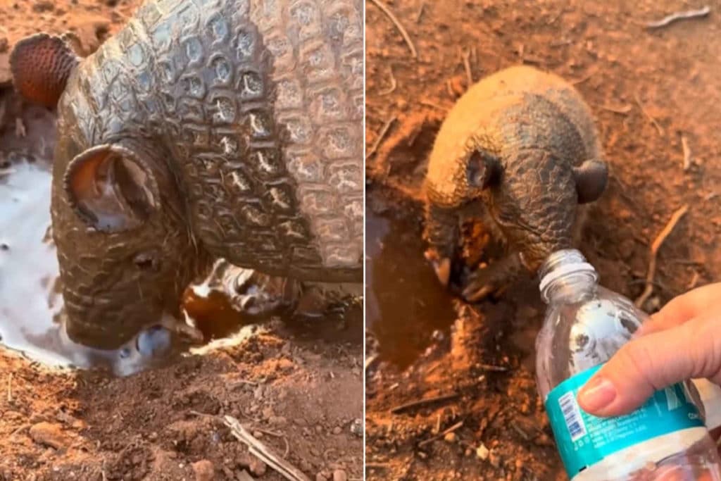 Brasile incendi armadillo.jpg