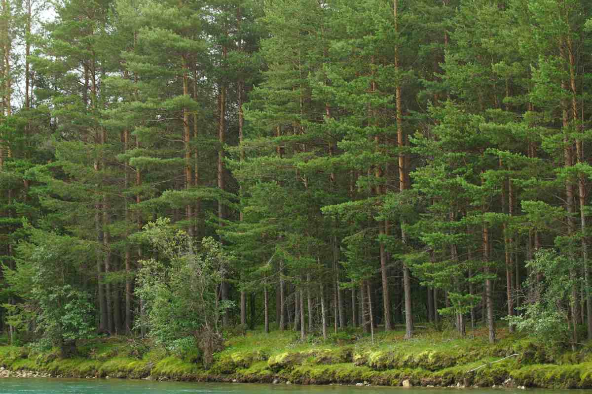 Ti spiego come la Norvegia è riuscita a triplicare il volume delle sue foreste negli ultimi 100 anni 1 Foreste norvegesi.jpg