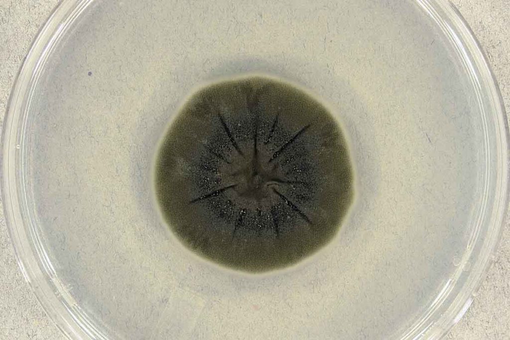 Funghi di Chernobyl Cladosporium sphaerospermum Medmyco.jpg