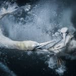 GOLD©TraceyLund UnderwaterGannets.jpeg