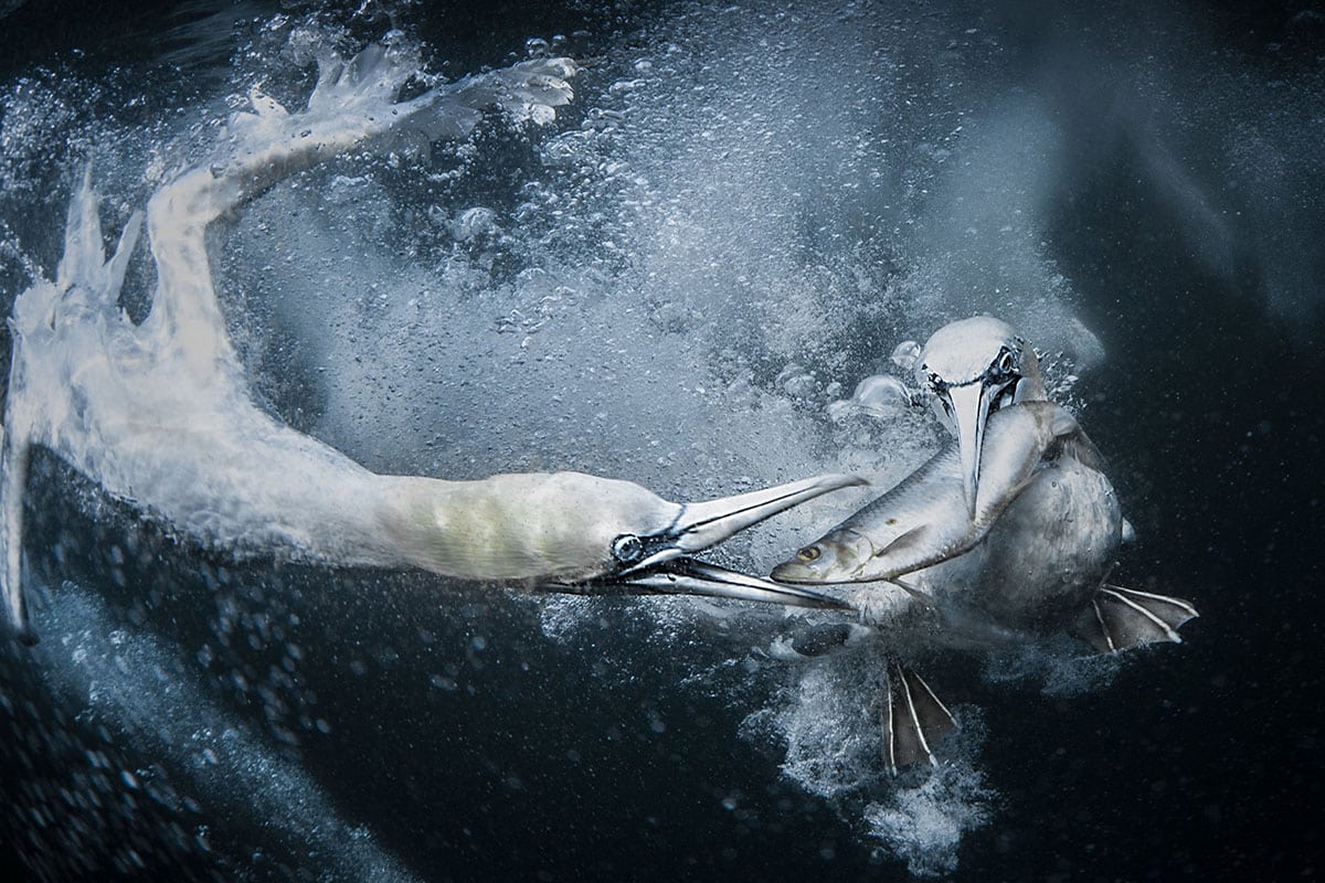 GOLD©TraceyLund UnderwaterGannets.jpeg