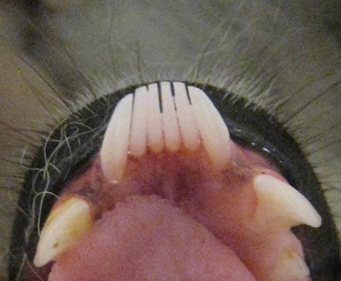 Lemur catta toothcomb.jpg