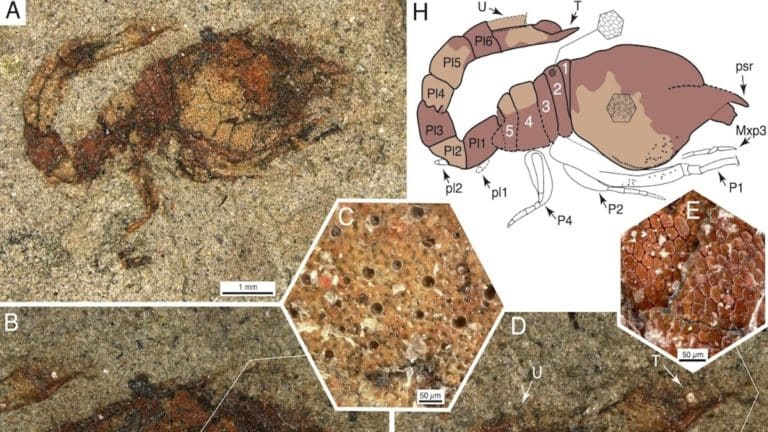 Makrokylindrus itoi novataxa 2024 Luque Gerken JaviPaleobio.jpg