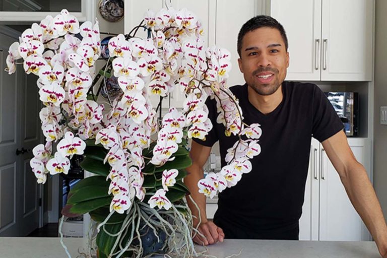 Orchidea 159 fiori.jpg
