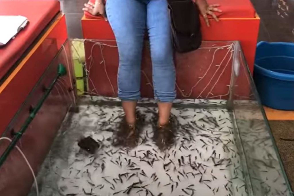 Pedicure pesci.jpg
