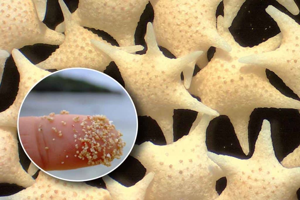 Sabbia a forma di stella Giappone.jpg
