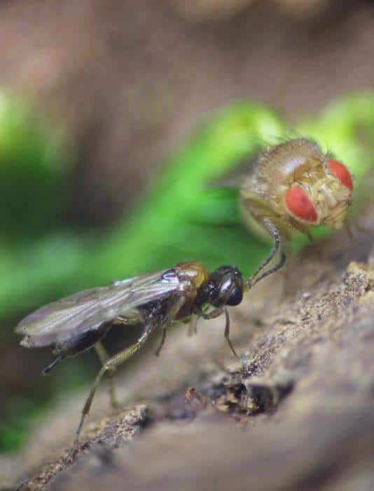 Syntretus perlmani and Drosophila melanogaster.jpg