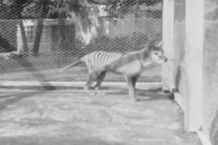 Tigre della tasmania.jpg