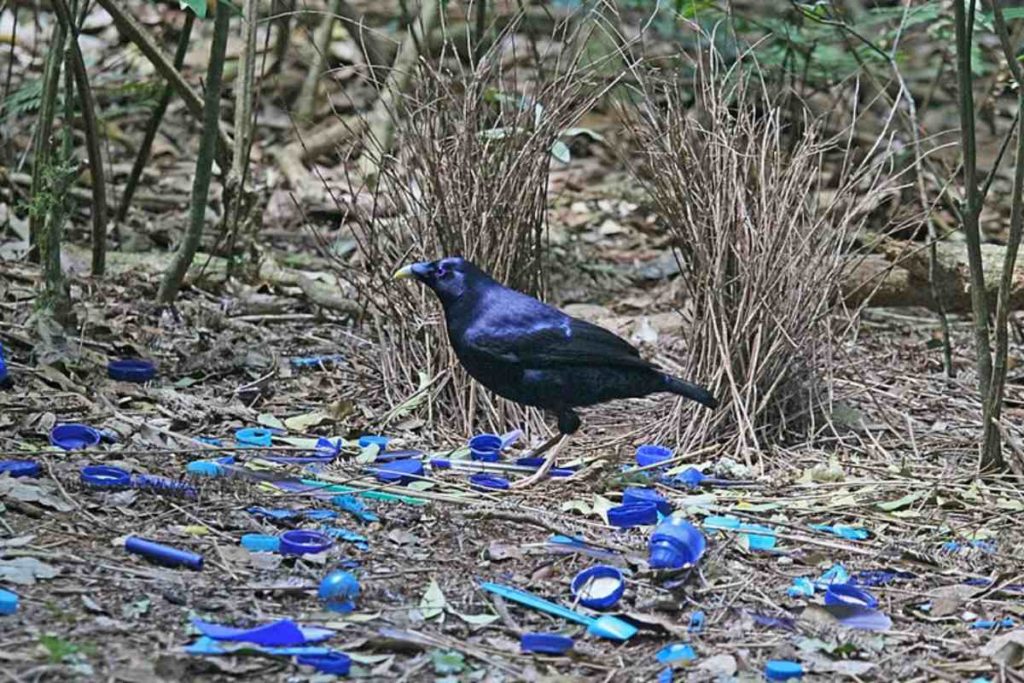 Uccello giardiniere satinato.jpg