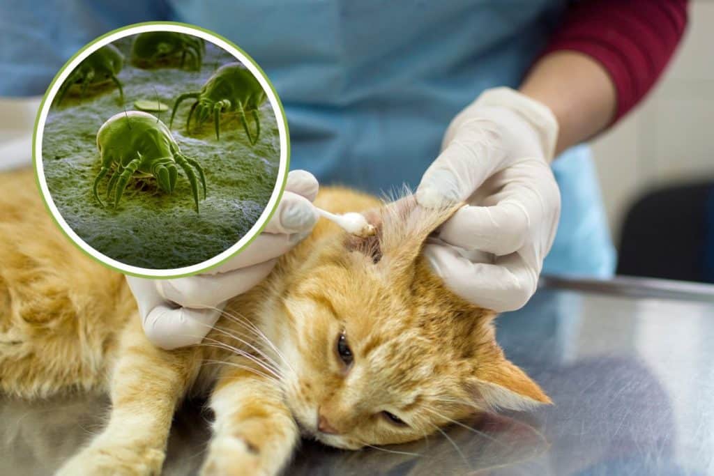 acari orecchie gatti.jpg