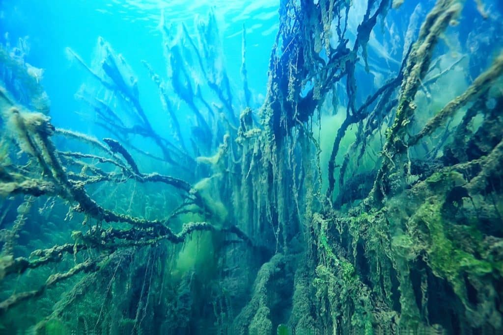 acidificazione oceani.jpg