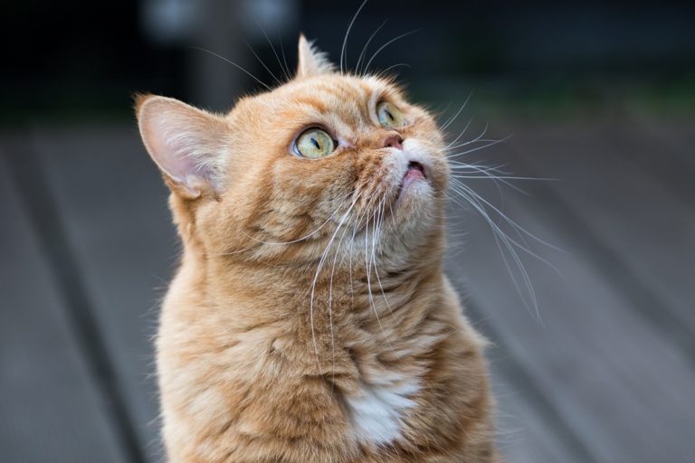 acne felina.jpg
