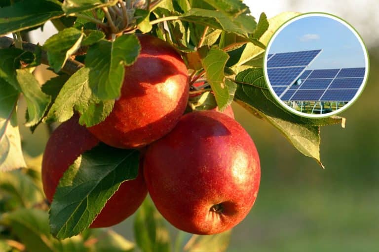 agrivoltaico mele.jpg