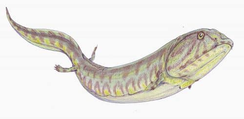 animale 500x244.jpg
