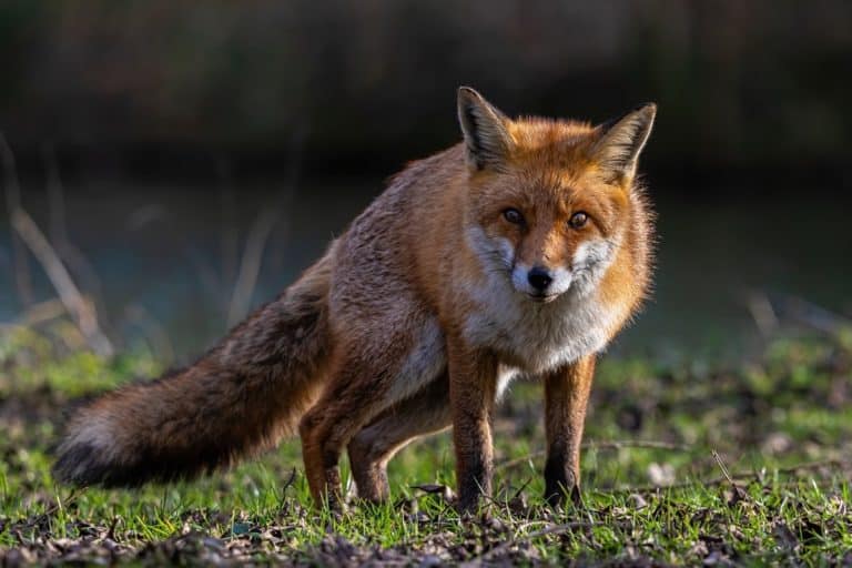 animali selvatici.jpg