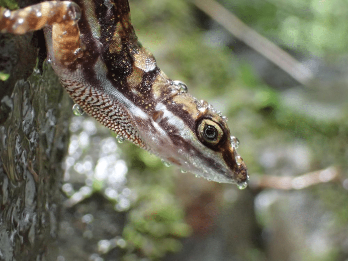 anole breathing under water.png