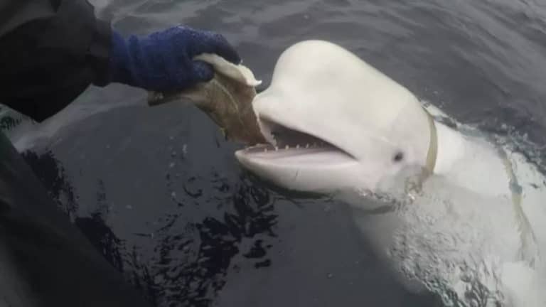 baluga whale 1.jpg