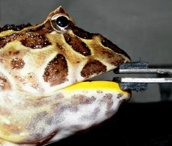 beelzebufo bite force.png