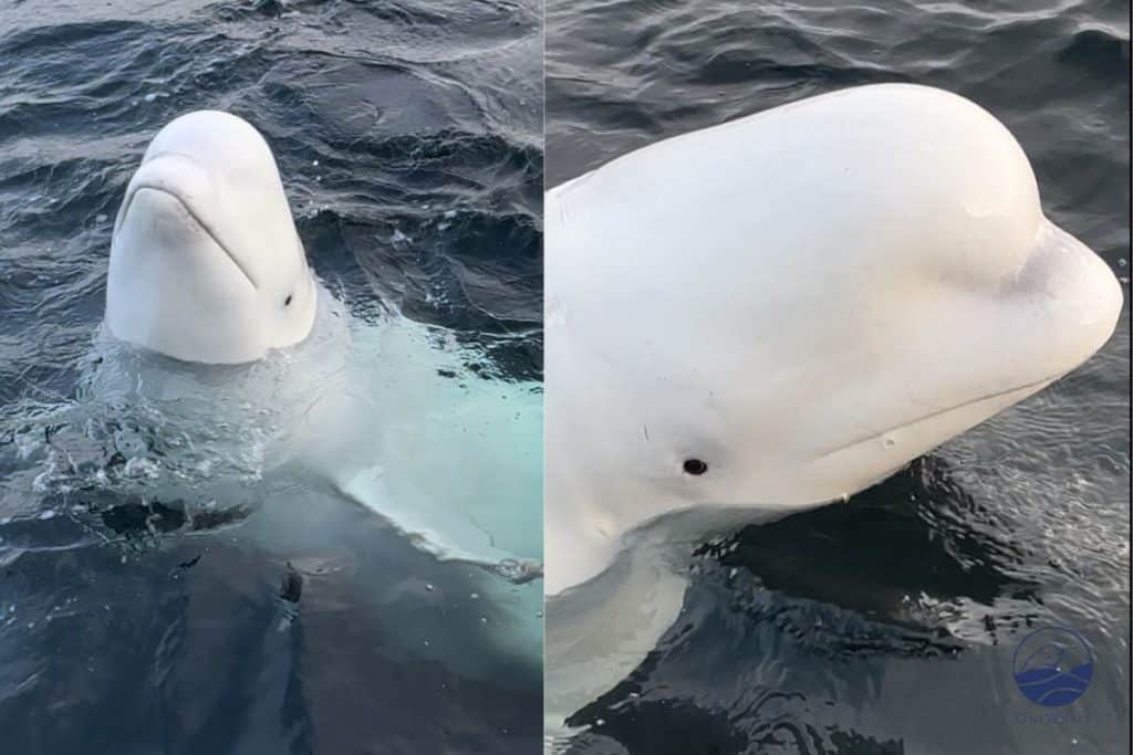beluga spia.jpg