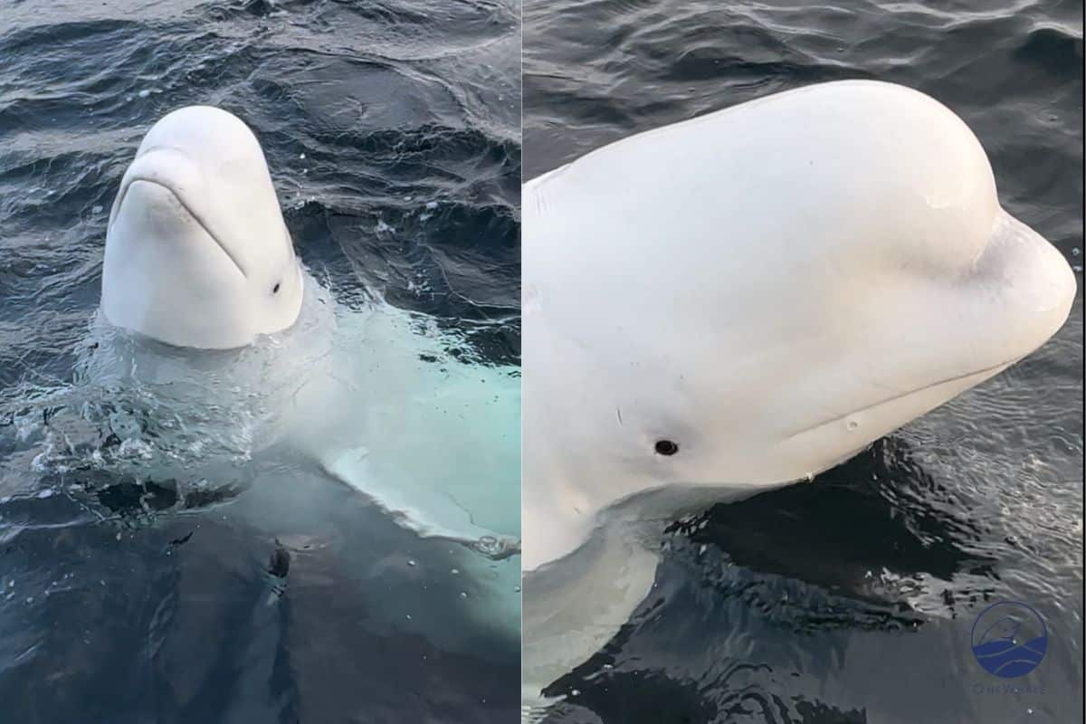 beluga spia.jpg