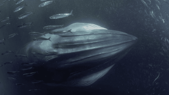 bryde s whale m.png