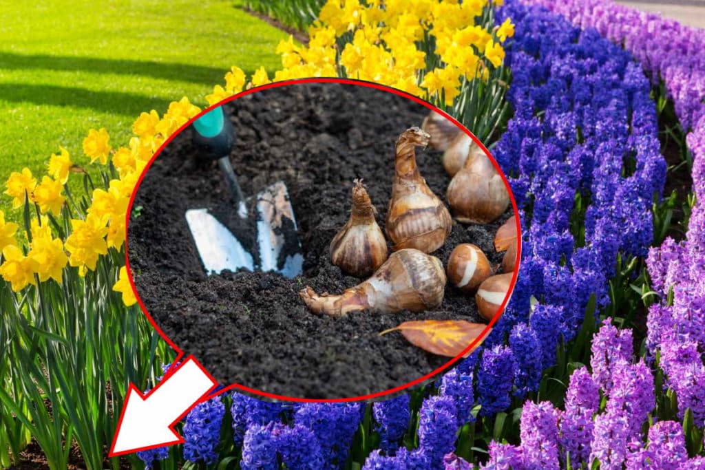 bulbi fiori autunno.jpg