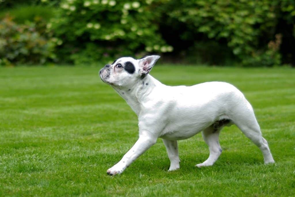 bulldog francese malattie.jpg