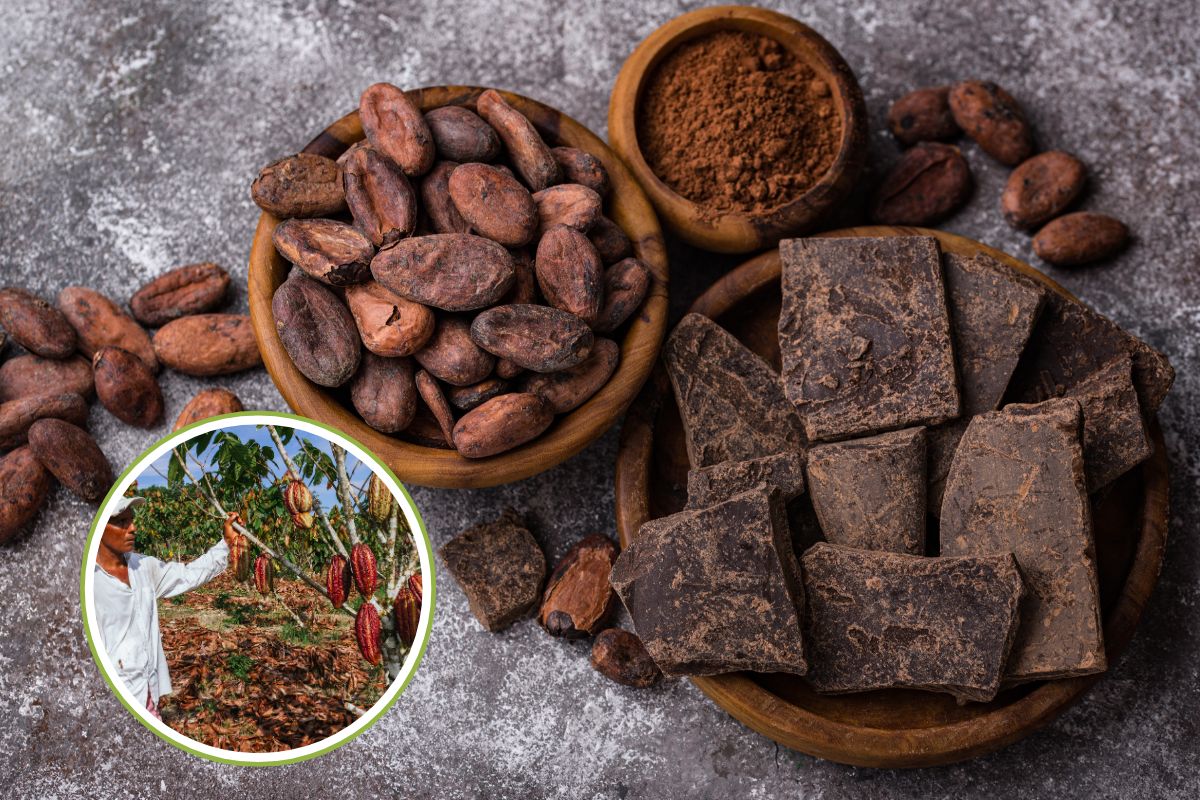 cacao piu sostenibile.jpg